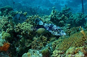 Aluterus scriptus Bourse ecriture gribouille-Bonaire Nearest point-16m-20180221-Denis-ADER-DSC_7311_tn